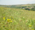 Wildflowers bloom in Konza Prairie's grasslands during summer